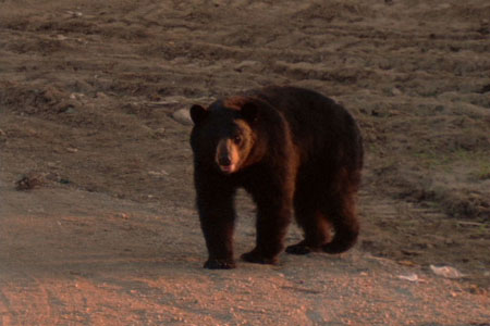 big bear, 2004