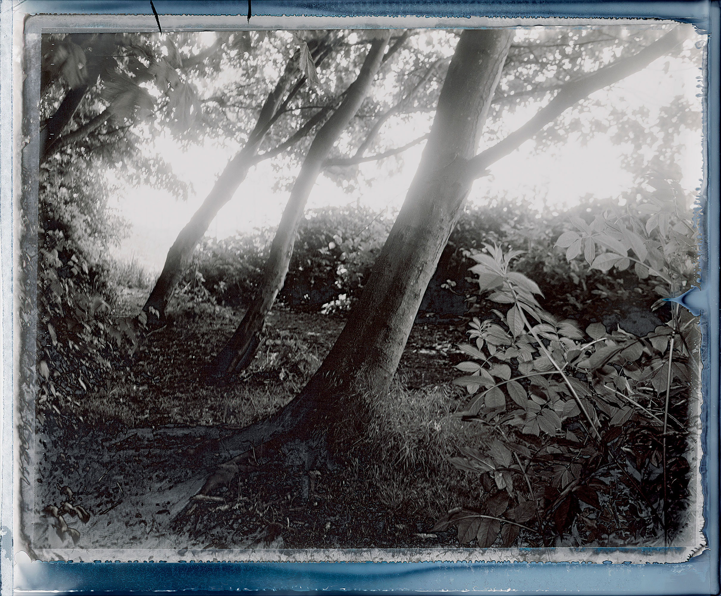 Path Under Trees, Remick’s Rapids