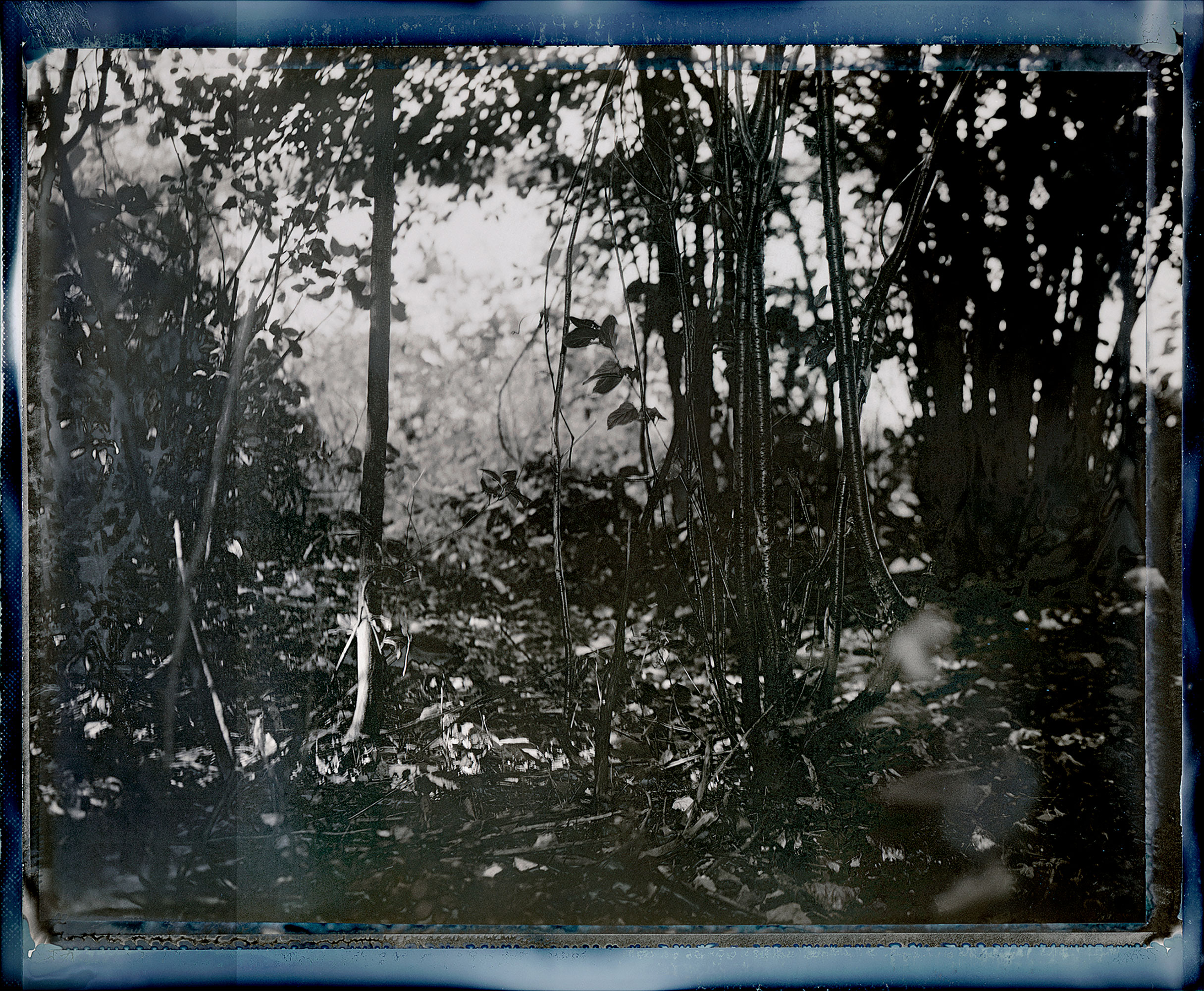 Solarized Maple Forest with Dapple Sunlight, Remick's Rapids